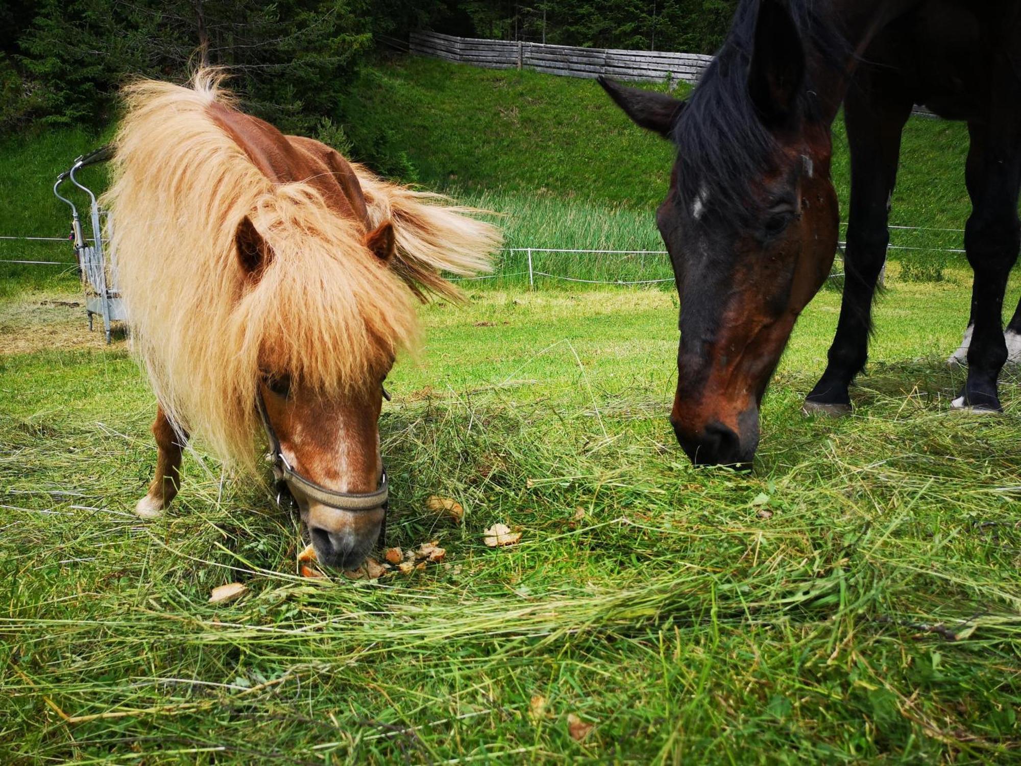 Ruadlhof Farm stay